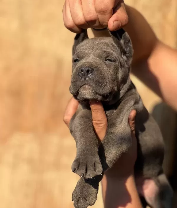Iri Kafalı Cane Corso Yavrular