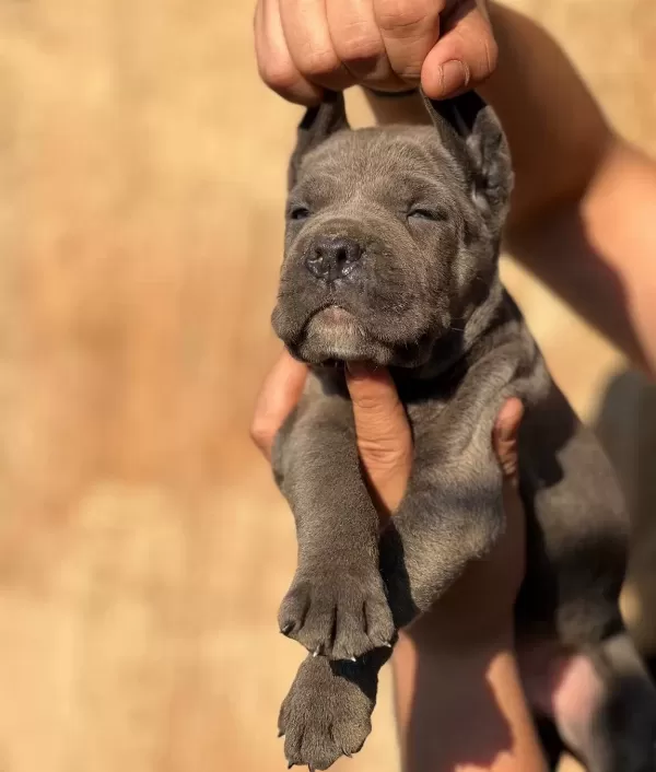 Iri Kafalı Cane Corso Yavrular