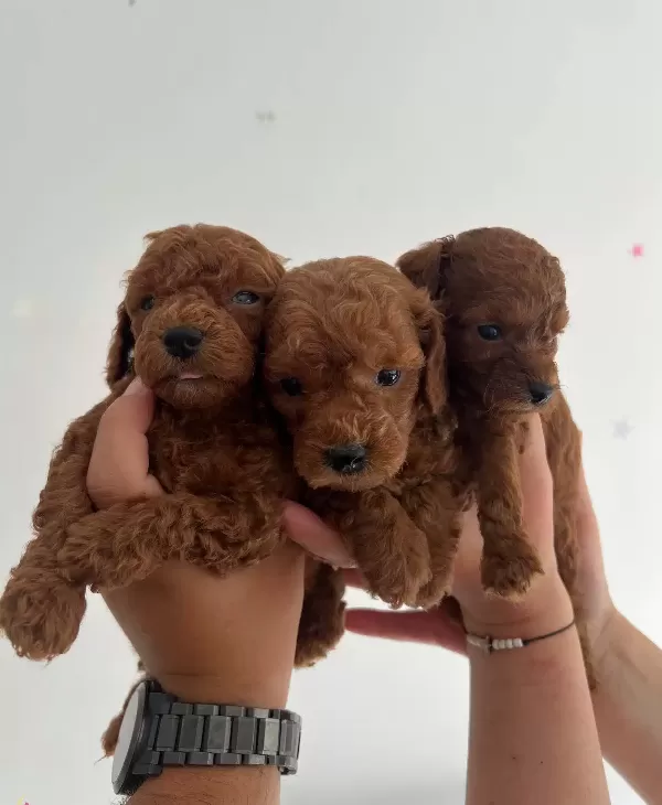Premium Safkan Toy Poodle