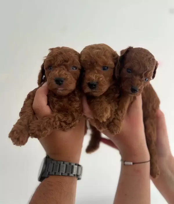 Premium Safkan Toy Poodle