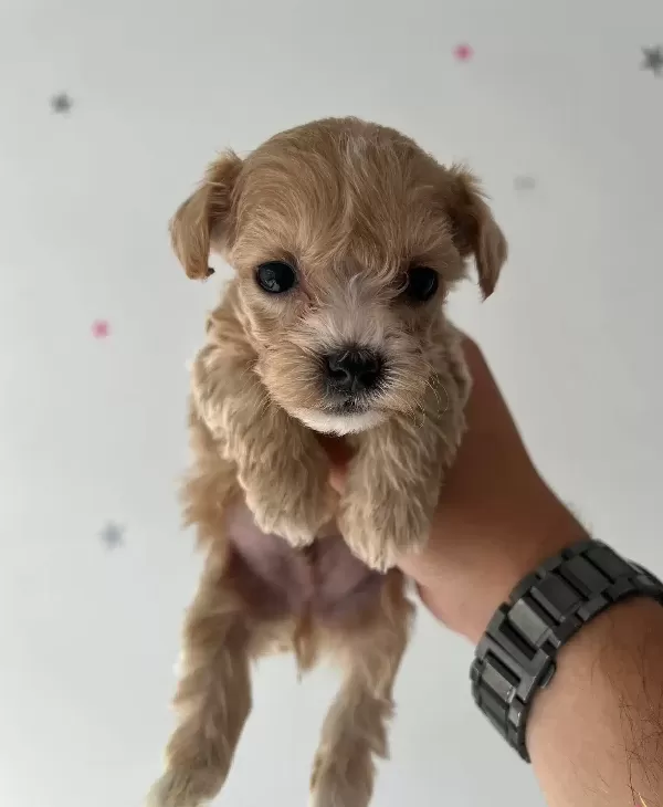 Premium Safkan Toy Poodle