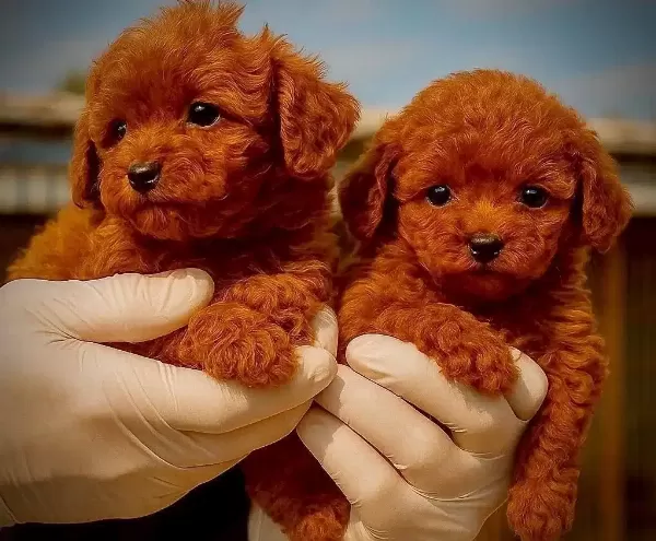 tüy Dokmeyen Poodle Yavru