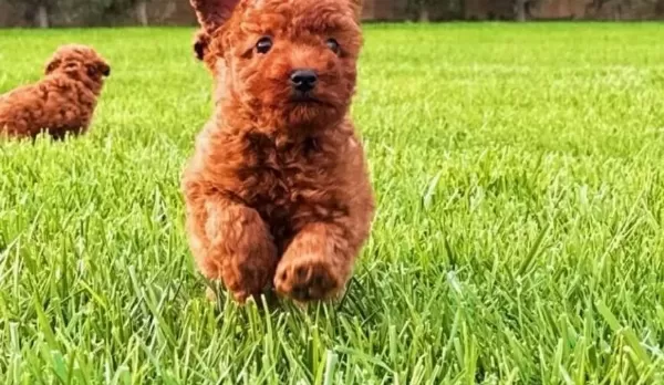 Red Brown Toy Poodle Yavruları