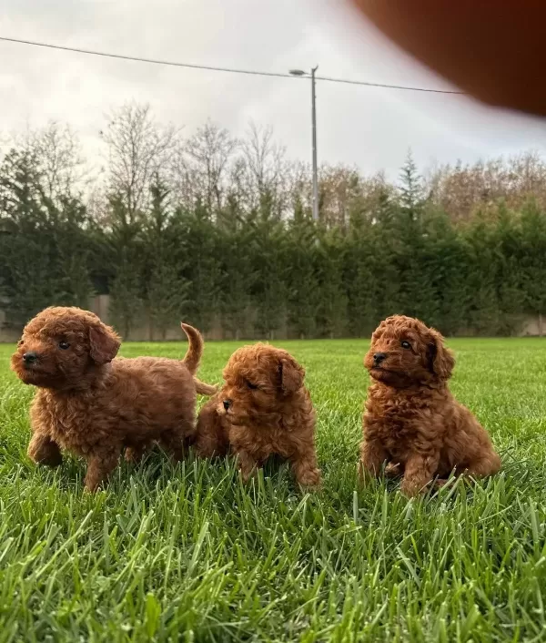 Red Brown Toy Poodle Yavruları