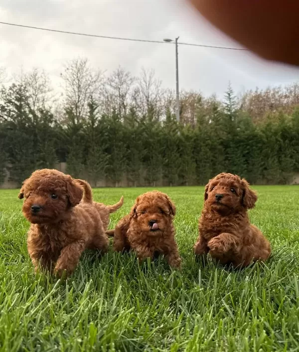 Red Brown Toy Poodle Yavruları