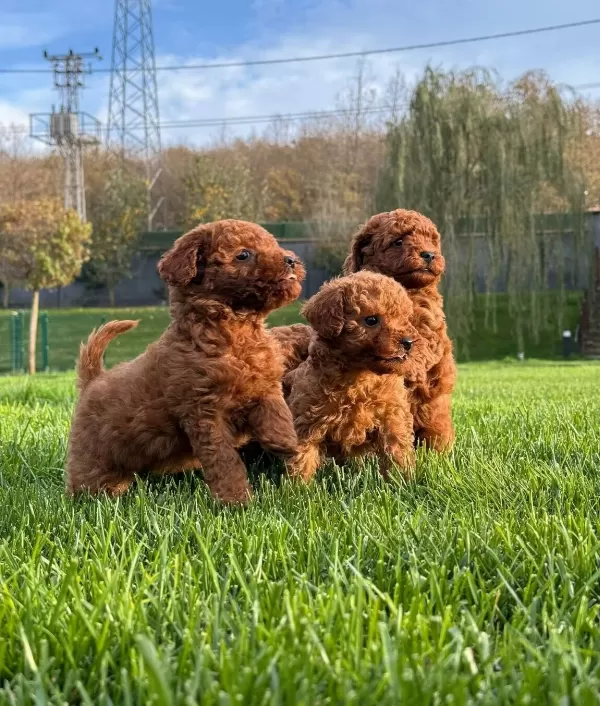 Red Brown Toy Poodle Yavruları