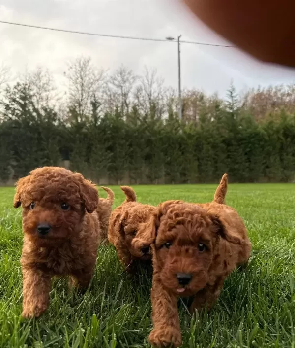 Red Brown Toy Poodle Yavruları