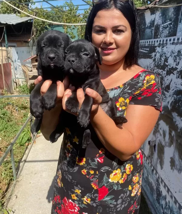 Safkan Canecorso Yavrularımız