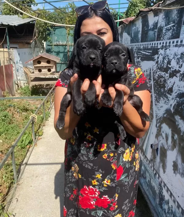 Safkan Canecorso Yavrularımız