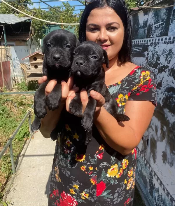 Safkan Canecorso Yavrularımız