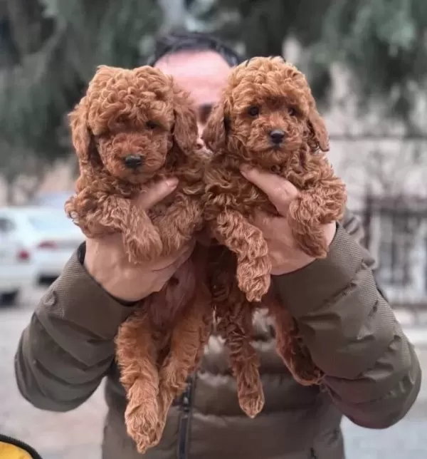 Toy Poodle Kızıll Yavrular