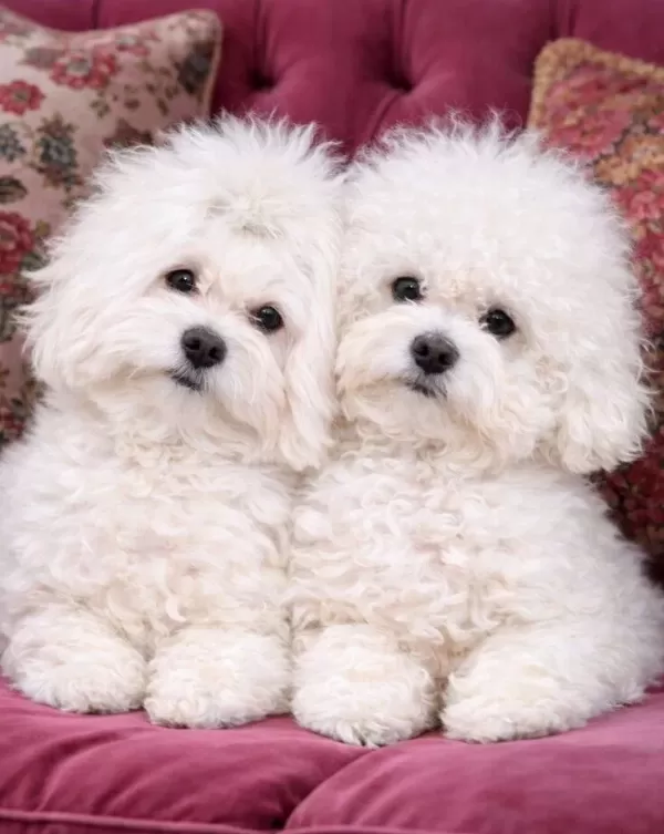 Kar Beyaz Maltese Terrier Yavruları Zekası Ve Hipoalerjenik
