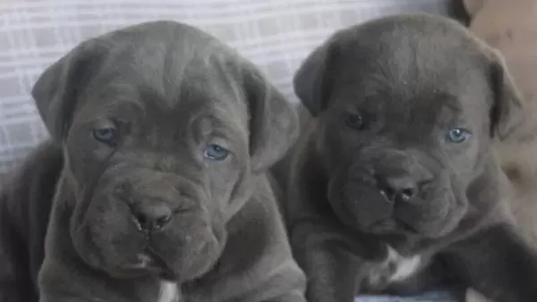 Denizli Pamukkale Cane Corso Yavruları