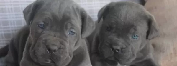 Denizli Pamukkale Cane Corso Yavruları