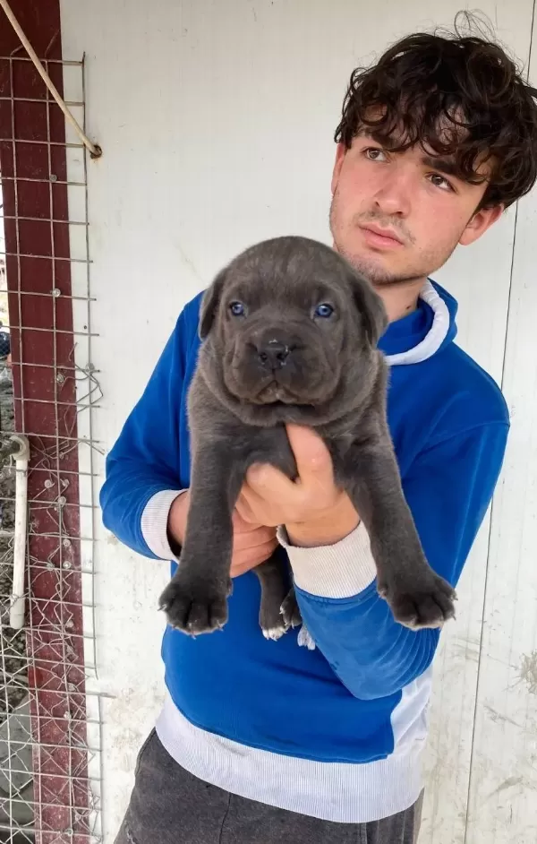 Genis Goguslu Iri Kemik Yapılı Gri Cane Corso Yavruları