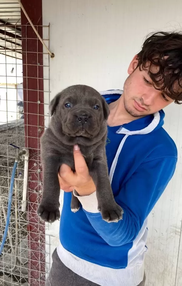 Genis Goguslu Iri Kemik Yapılı Gri Cane Corso Yavruları