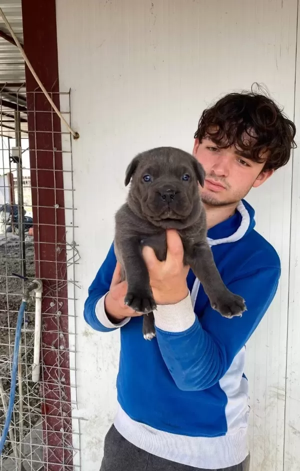 Genis Goguslu Iri Kemik Yapılı Gri Cane Corso Yavruları