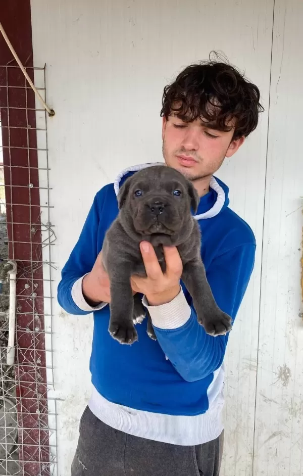 Genis Goguslu Iri Kemik Yapılı Gri Cane Corso Yavruları