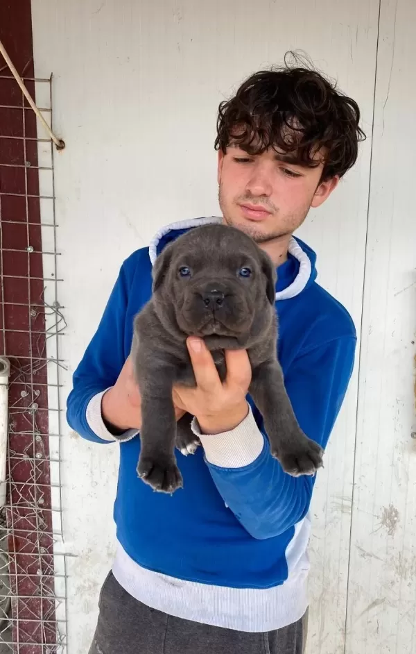 Genis Goguslu Iri Kemik Yapılı Gri Cane Corso Yavruları