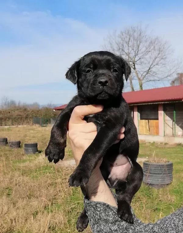 Safkan Cane Corso Yavruları Koruyucu Ve Zeki Cane Corso