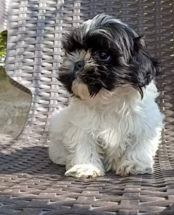 Safkan Shih Tzu Yavruları Ile Ailenize Neşe Katın