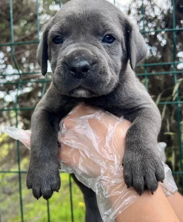 Bursada Asil Bakıslı Ve Iri Patili Cane Corso Yavruları