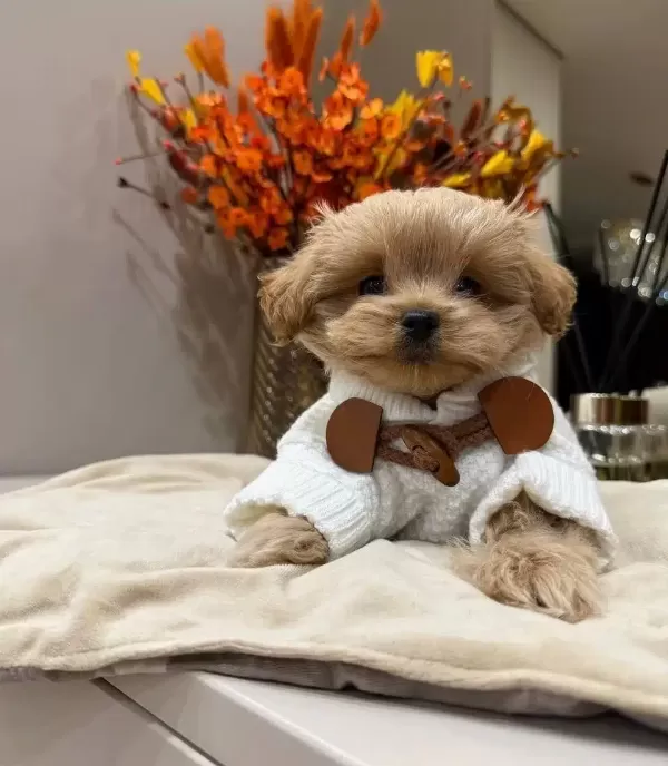 Ev Ortamında Sosyallesmis Oyuncu Maltipoo Cinsi Yavrular