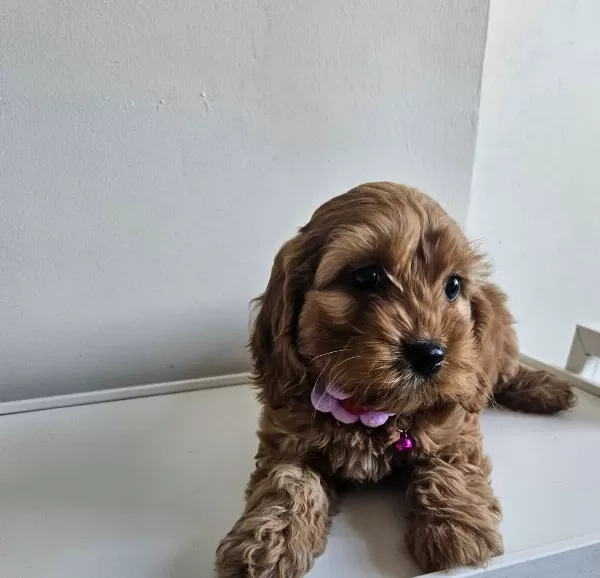 Sıfır Numara Kahve Buklesi Tuvalet Egitimi Hazır Maltipoo