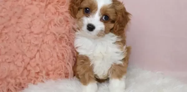 Kahve Beyaz Maltipoo Yavruları Egitilebilir Dostlar