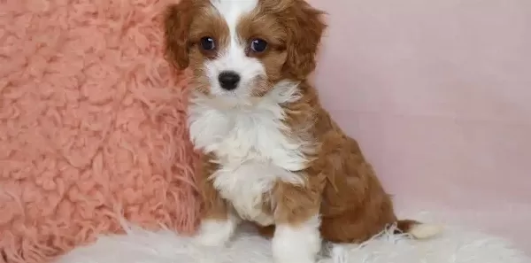 Kahve Beyaz Maltipoo Yavruları Egitilebilir Dostlar