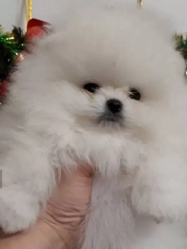 Safkan Gerçek Pomeranian Boo