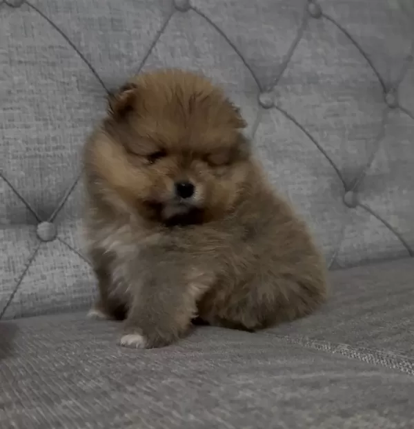 Mini Boy Ayı Surat Pomeranian Boo