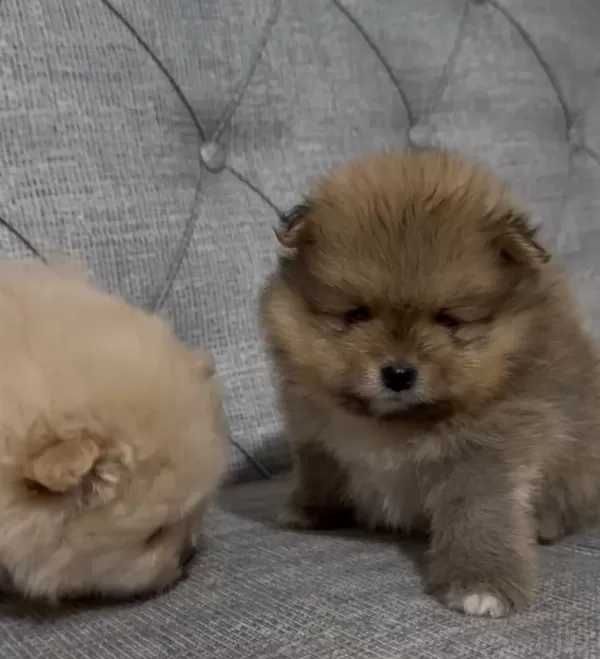 Mini Boy Ayı Surat Pomeranian Boo