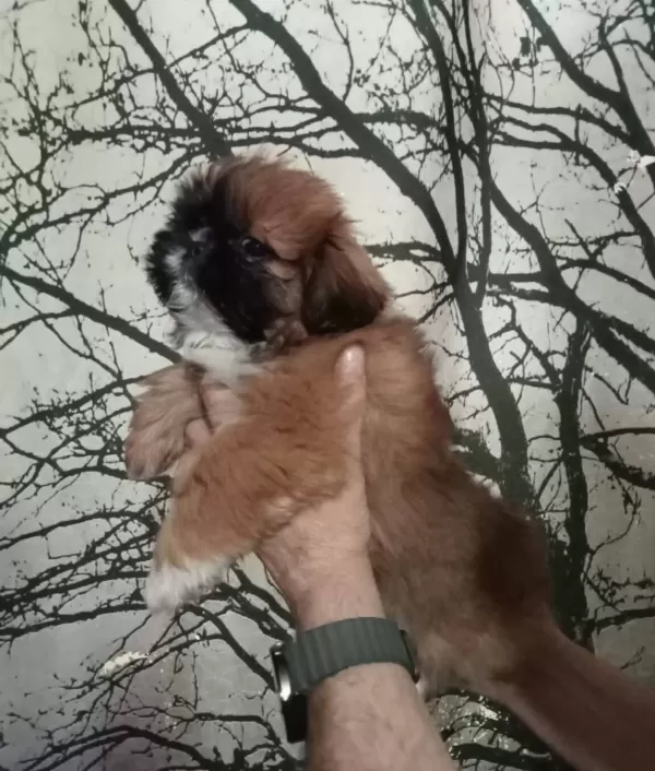 Maskeli Anne Altından Mini
