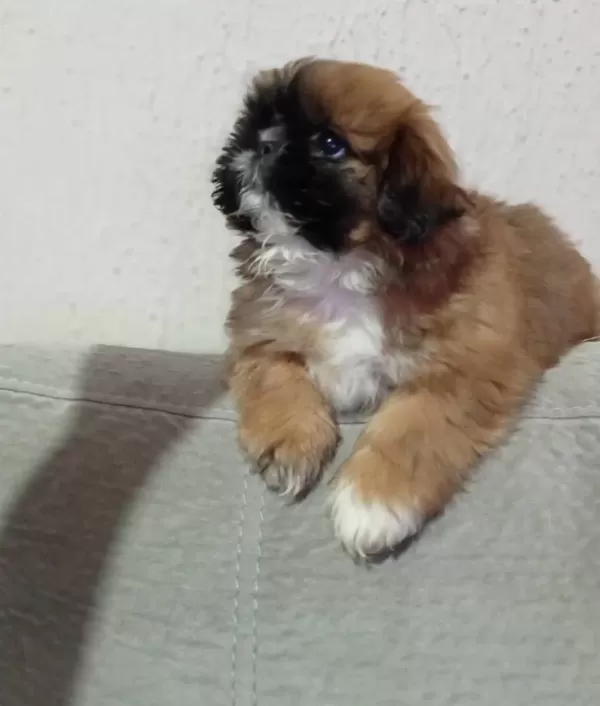 Maskeli Anne Altından Mini