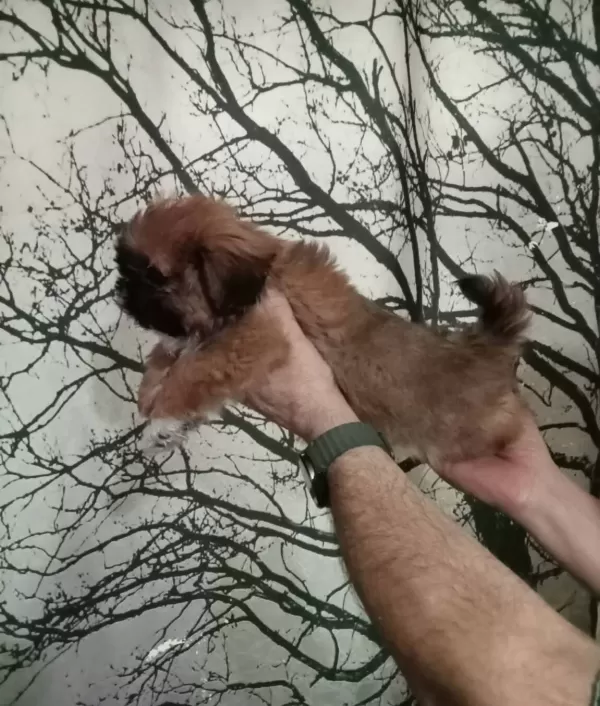 Maskeli Anne Altından Mini