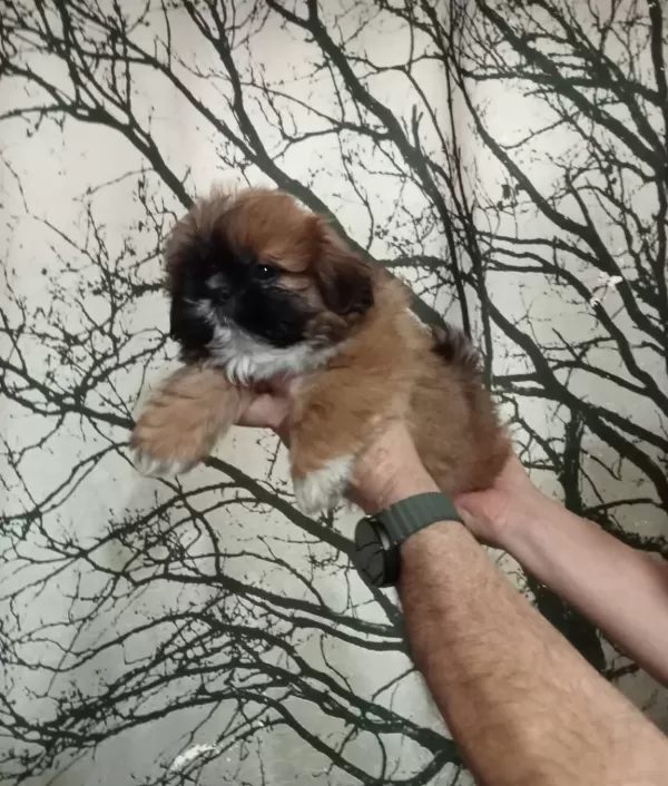 Maskeli Anne Altından Mini