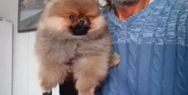 Orjinal Ayı Surat Pomeranian Boo