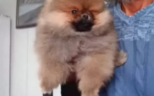 Orjinal Ayı Surat Pomeranian Boo