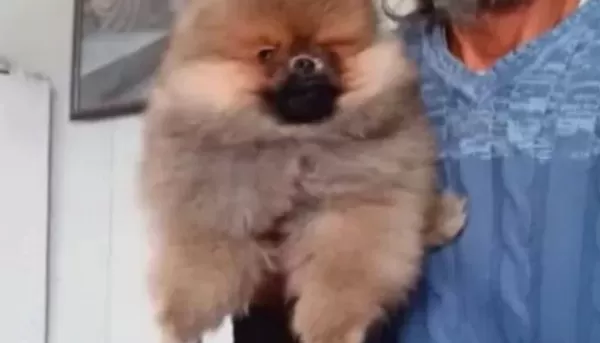 Orjinal Ayı Surat Pomeranian Boo