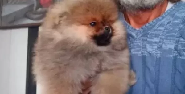 Orjinal Ayı Surat Pomeranian Boo