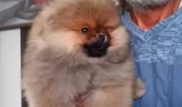 Orjinal Ayı Surat Pomeranian Boo