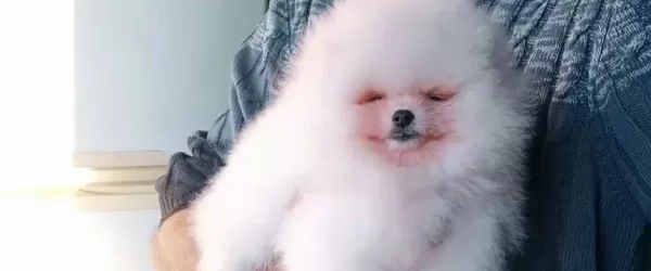 Orjinal Oyuncak Ayı Surat Pomeranian Boo