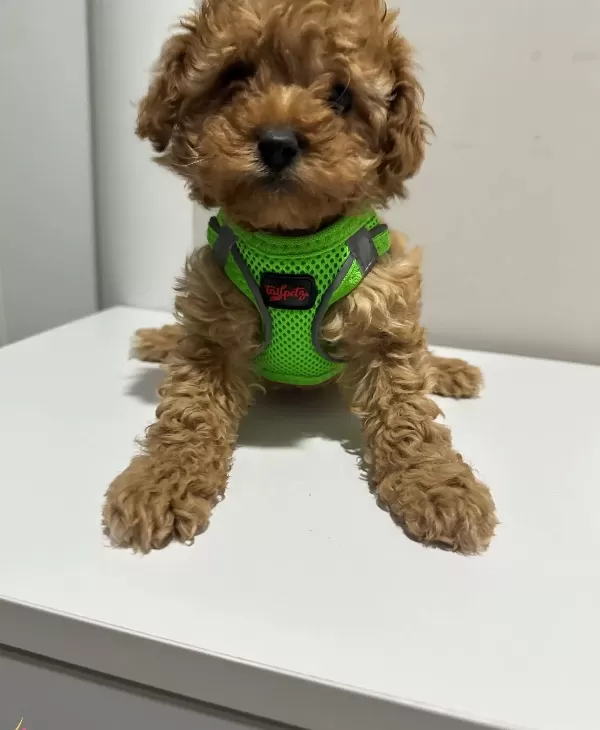 Antialerjik Mini Boy Orjinal Kore Poodle Egitimi Hazır