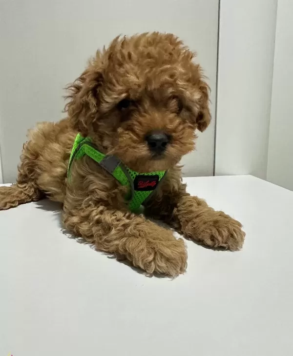 Antialerjik Mini Boy Orjinal Kore Poodle Egitimi Hazır