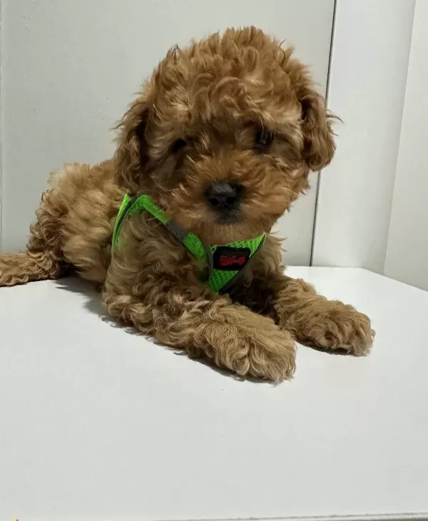 Antialerjik Mini Boy Orjinal Kore Poodle Egitimi Hazır