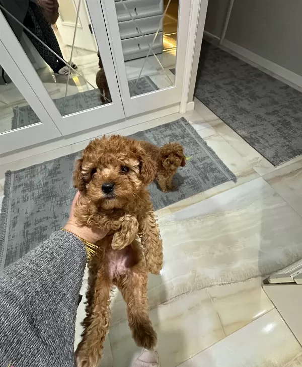 Antialerjik Mini Boy Orjinal Kore Poodle Egitimi Hazır