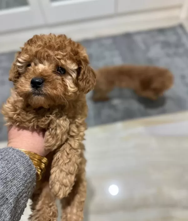 Antialerjik Mini Boy Orjinal Kore Poodle Egitimi Hazır