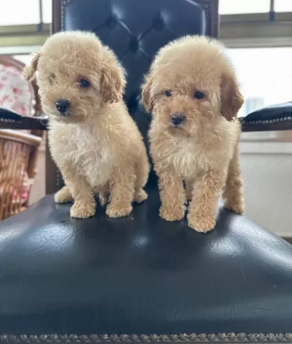 Ev Konforunda Yetismis Kıvırcık Yumak Toy Poodle Yavruları