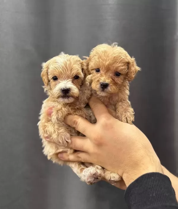 Avuc Icine Sıgan Sevgi Yumakları Kıvırcık Maltipoo